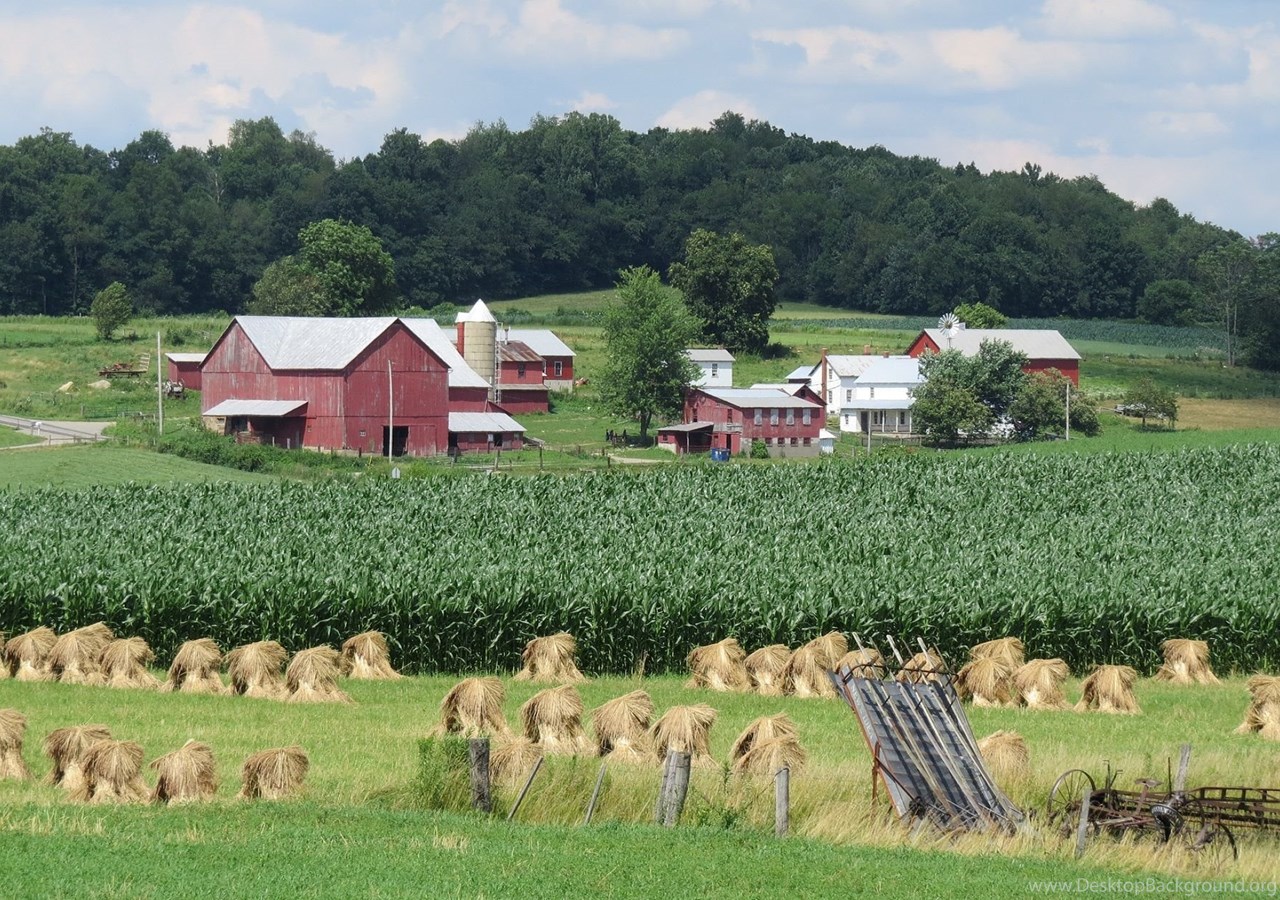 Sluts in Farm