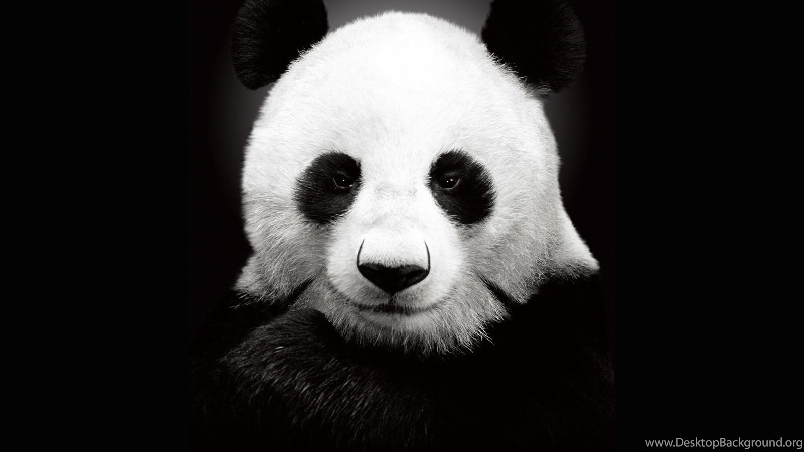 Designer panda official pics