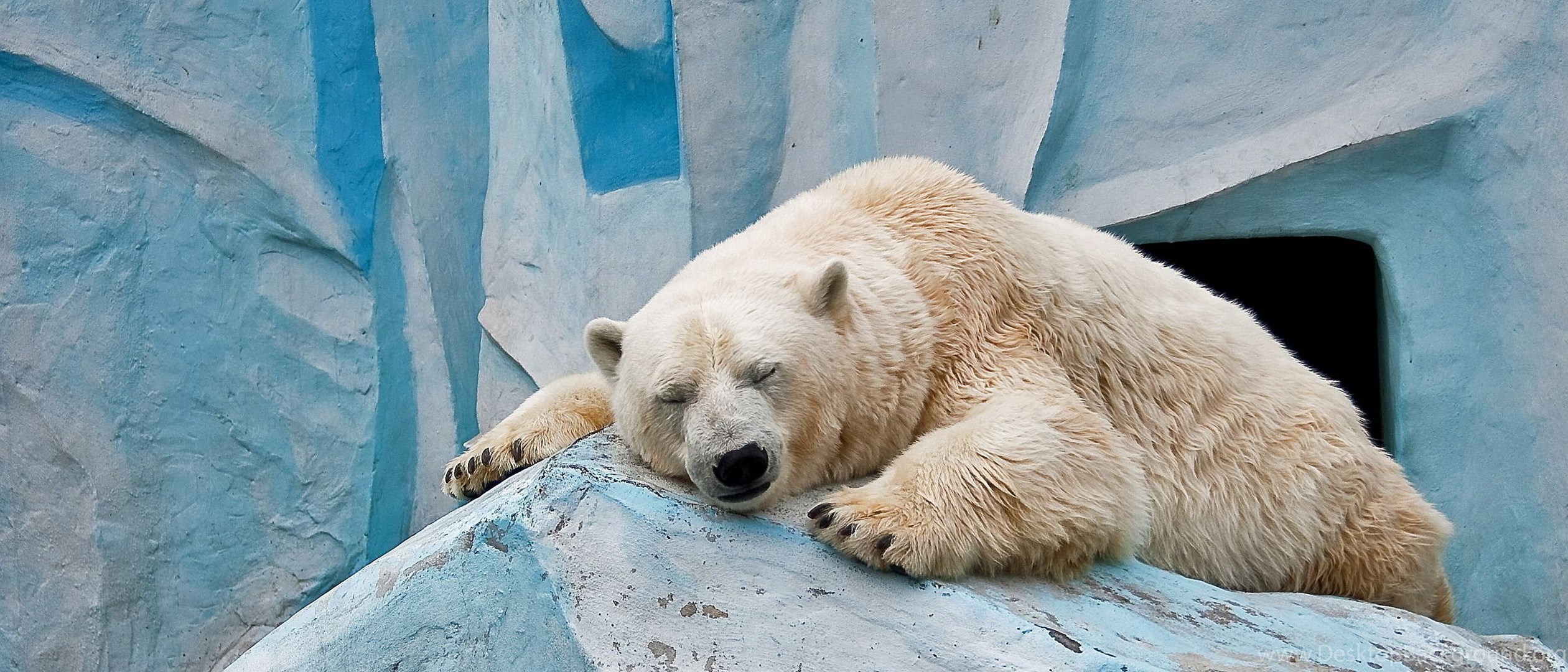 Уставший медведь фото