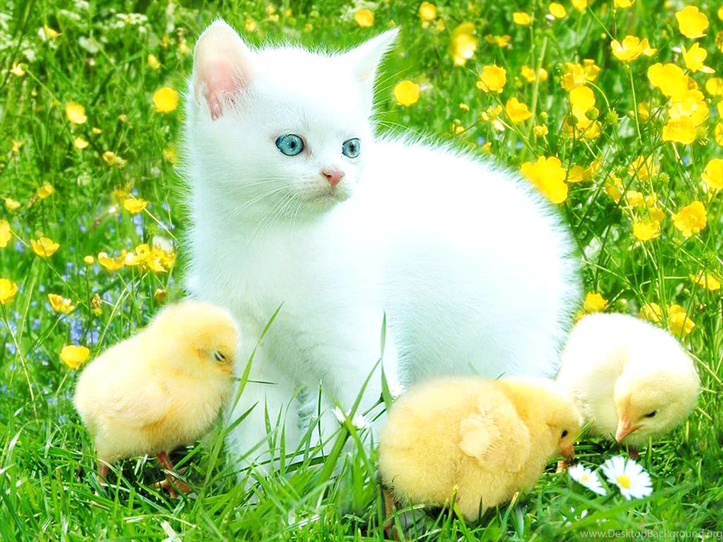 Cute White Kitten Hd Wallpapers Desktop Background