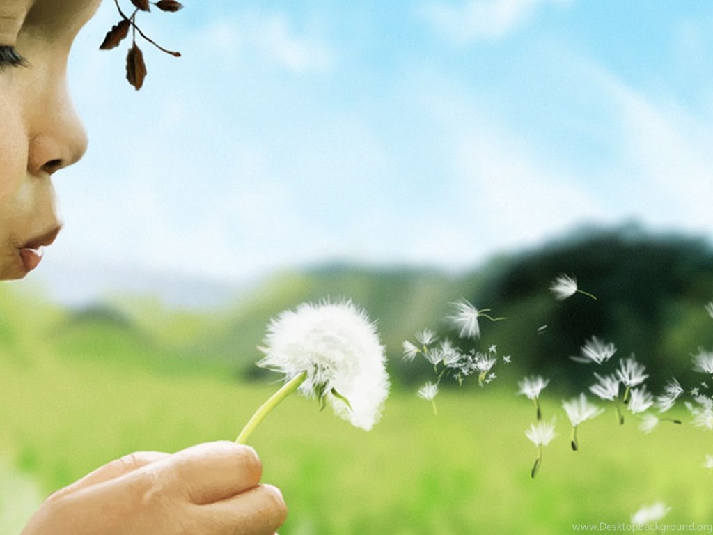 Blowing Dandelion Wallpapers Wallpaper Desktop Background