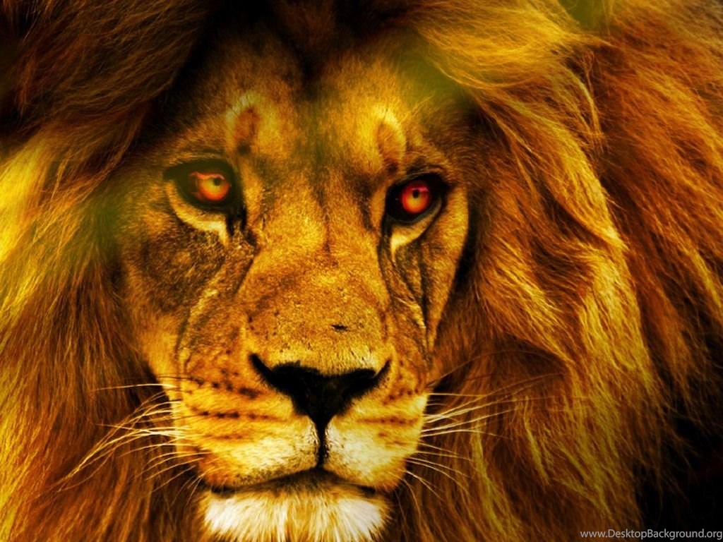 1920x1080px Angry Lion Hd Wallpapers Desktop Background