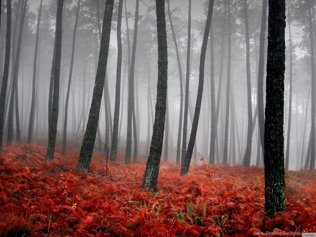 Bloody Forest HD Desktop Wallpapers : Widescreen : High Definition ...