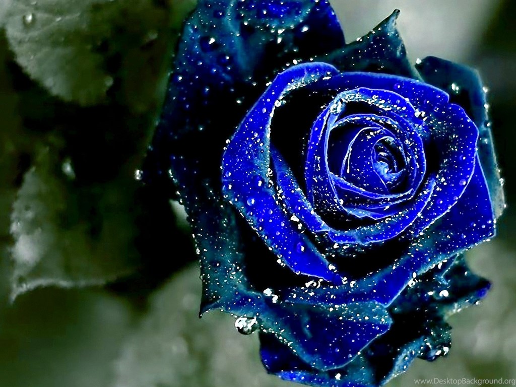 Blue Rose Black Backgrounds Desktop Background