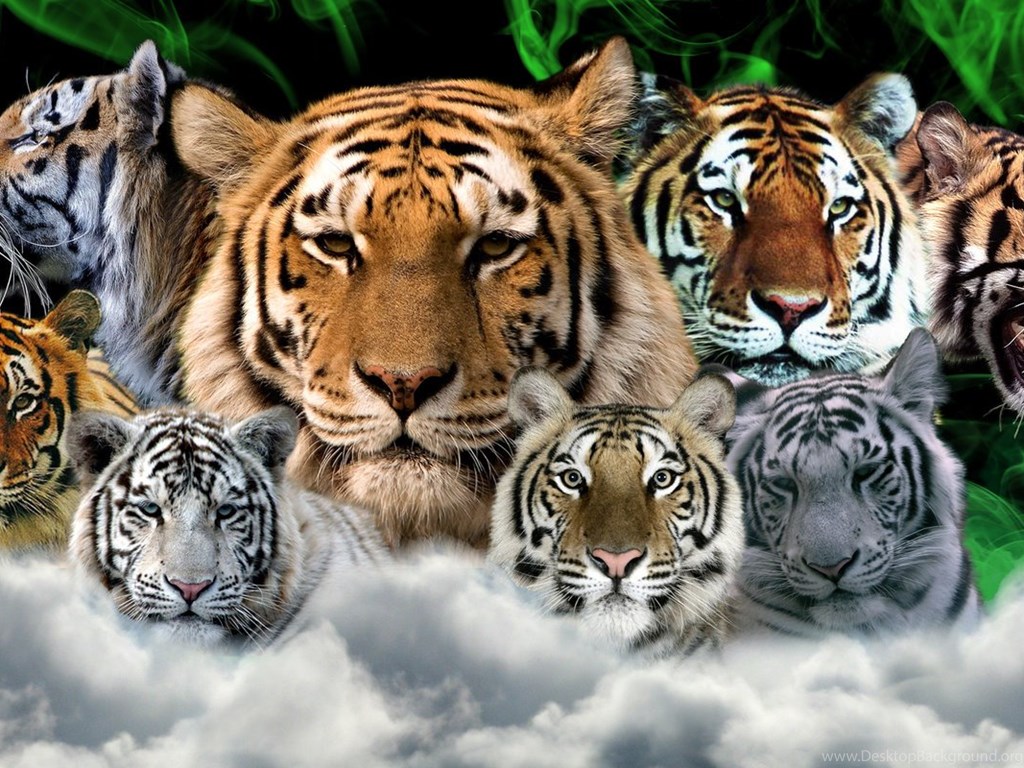 Hintergrundbild der Tigerfamilie