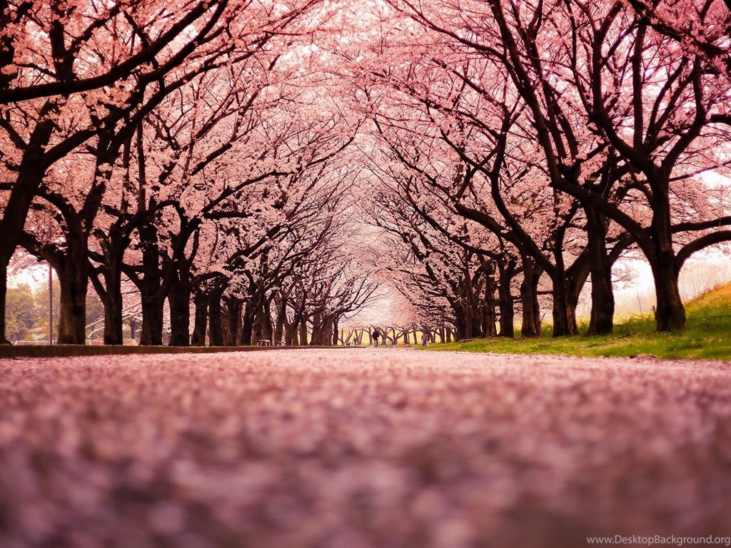 Landscape, Cherry Blossom, Trees, Path, Nature Wallpapers HD