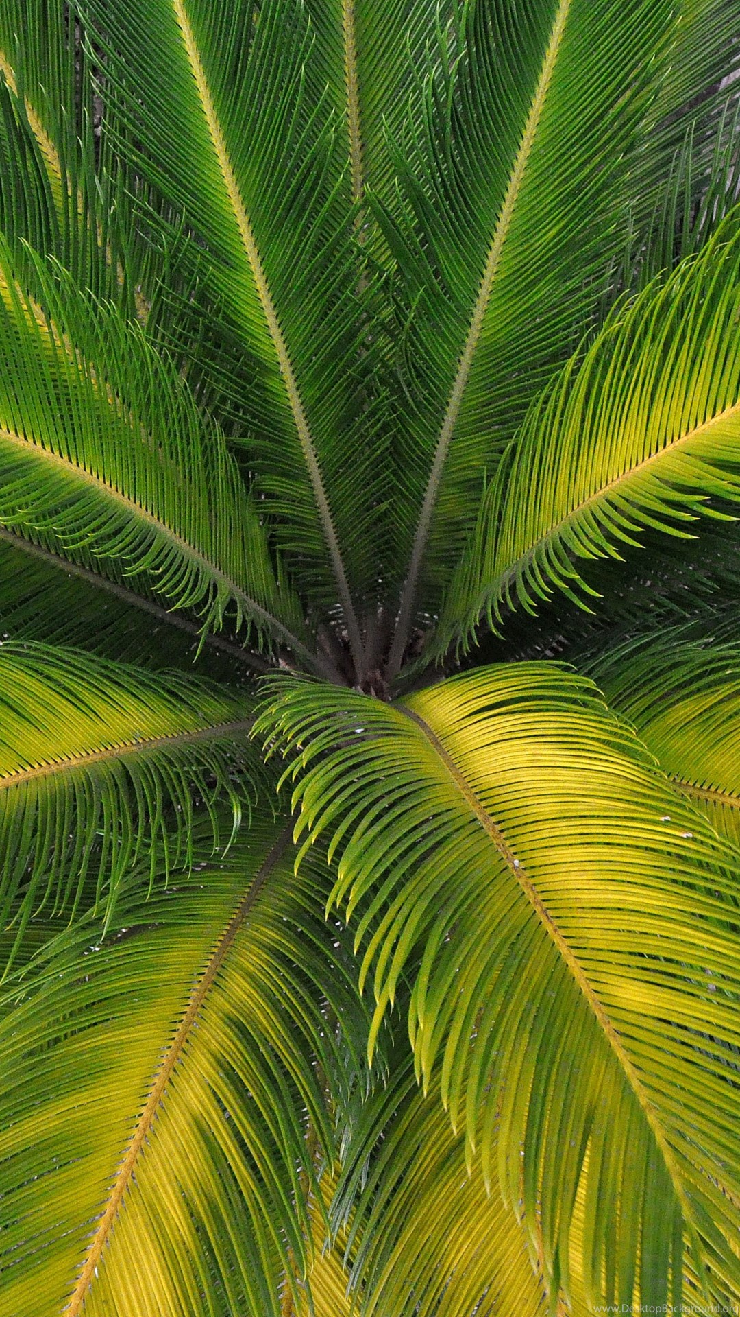 Palm Leaves Desktop Wallpaper