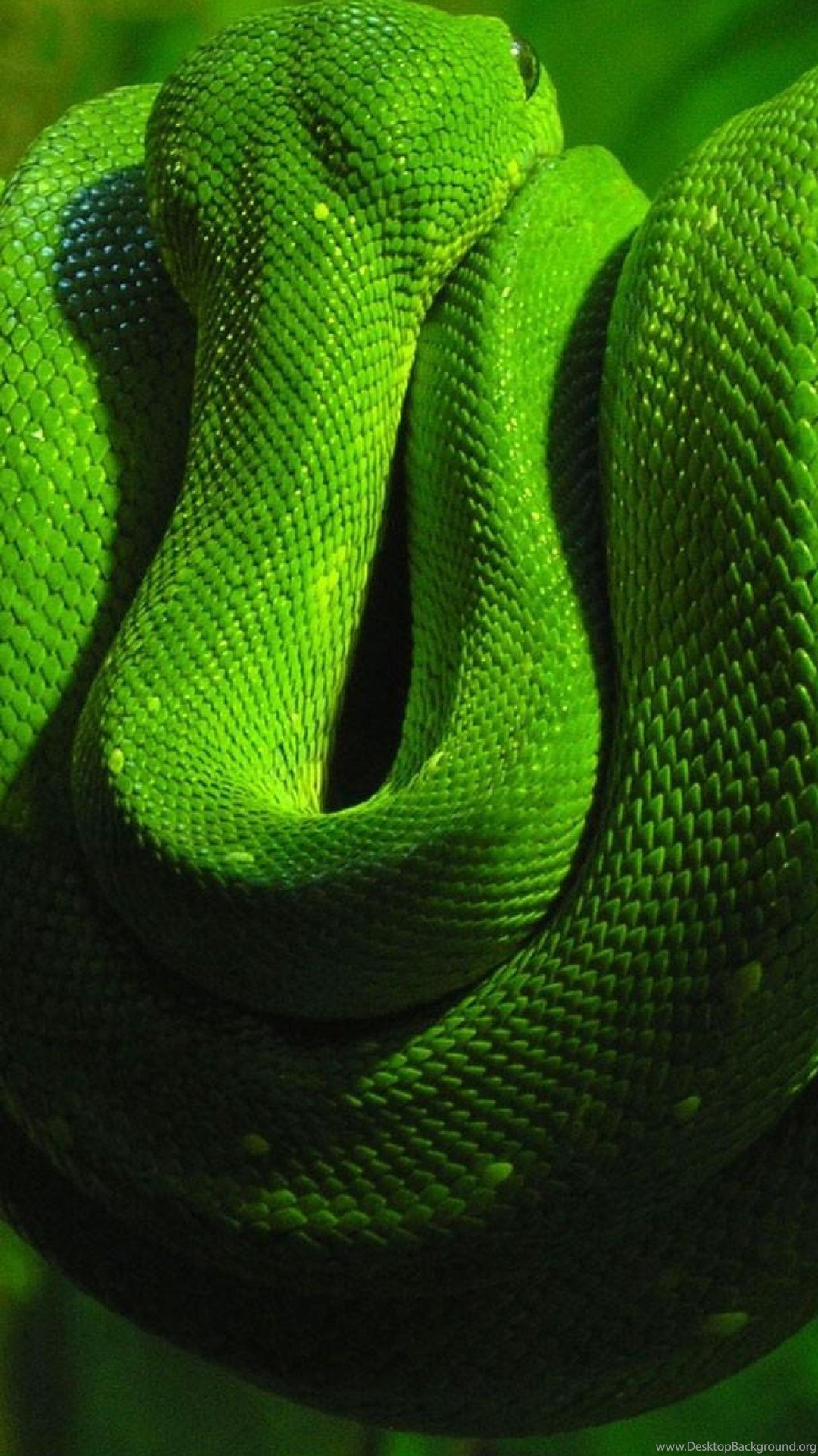 Green Snake Hd Wallpaper For Mobile