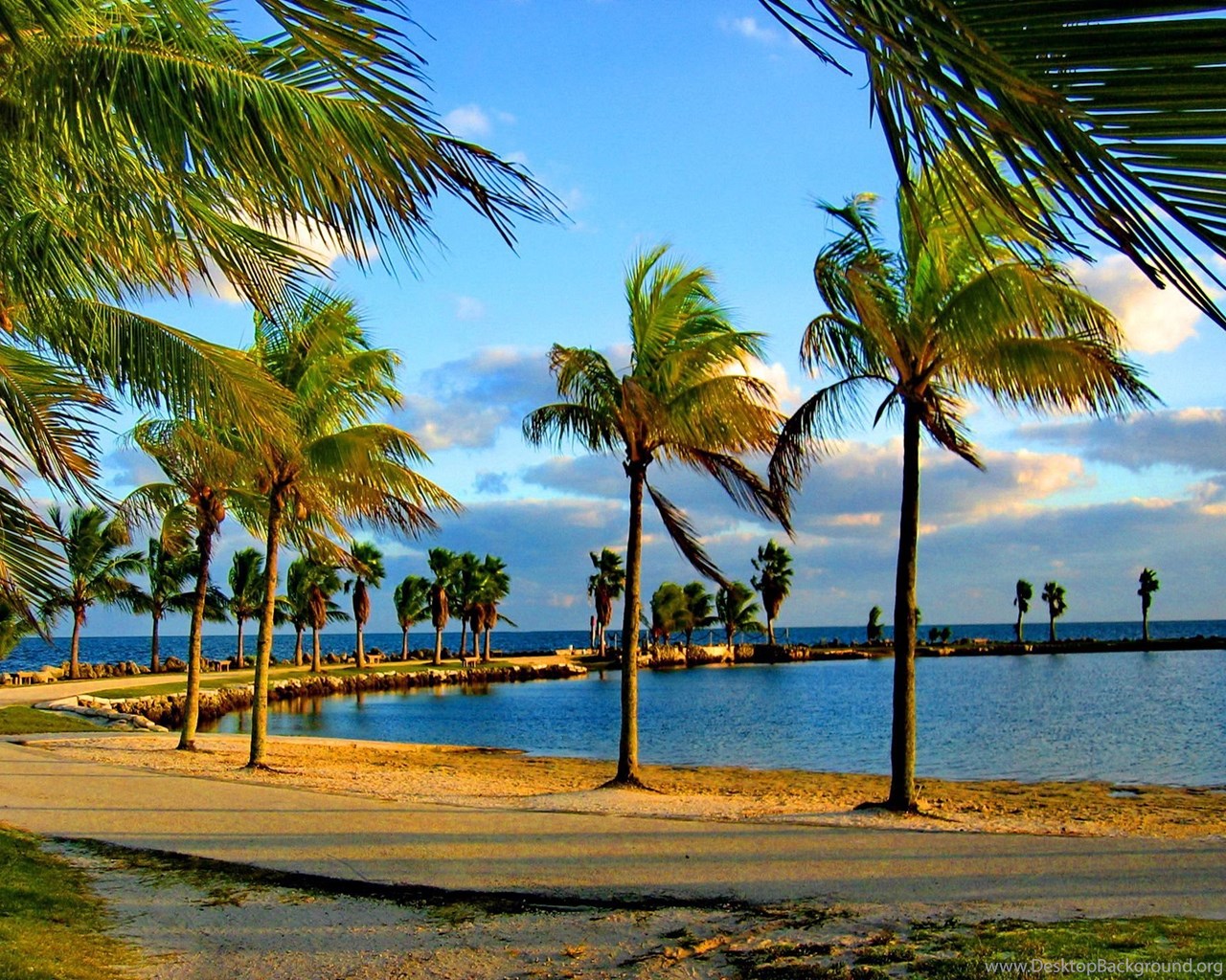 Palm Trees On The Coast Of Miami Wallpapers And Images  Desktop 