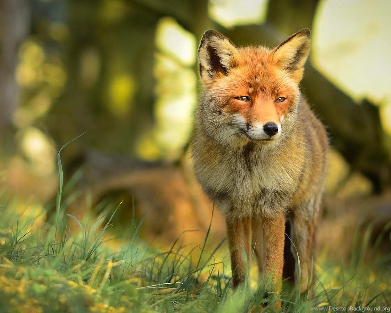 YouWall Cute Red Fox Wallpapers Wallpaper,wallpapers,free ... Desktop ...