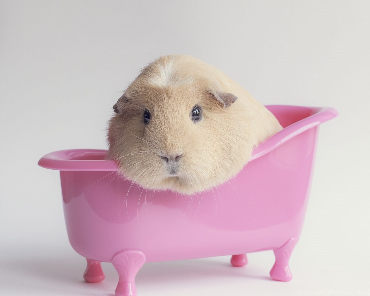 Guinea Pig Computer Wallpapers Desktop Backgrounds Desktop Background