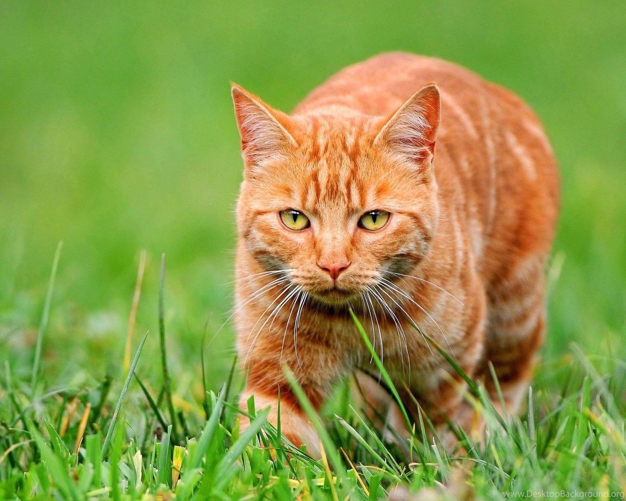 Orange Cat HD Wallpapers, Orange Cat Images Free, New Wallpapers ...