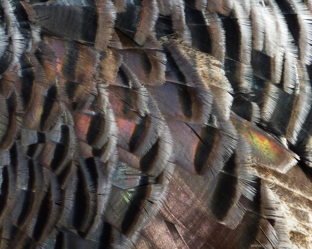 MLeWallpapers.com Wild Turkey Feathers I Desktop Background