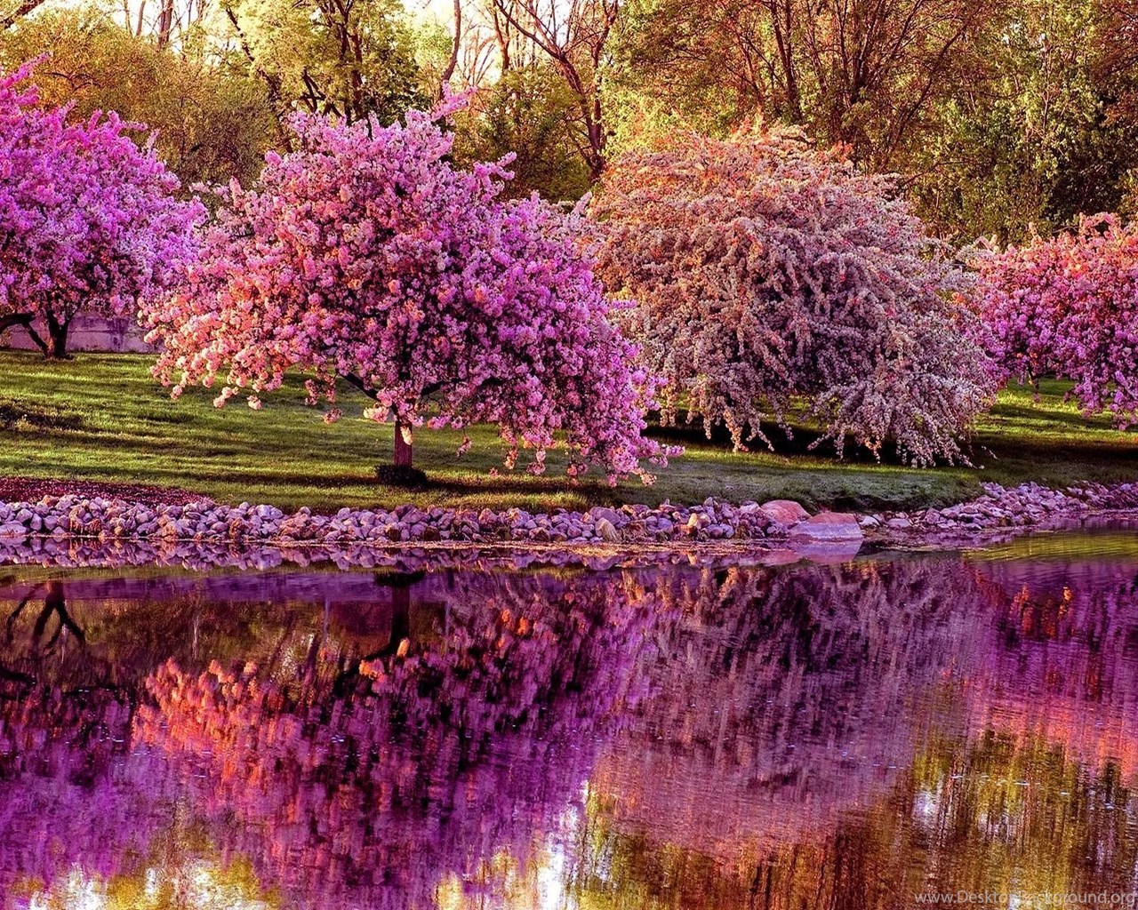 Spring Trees And Flowers Wallpapers Desktop Background