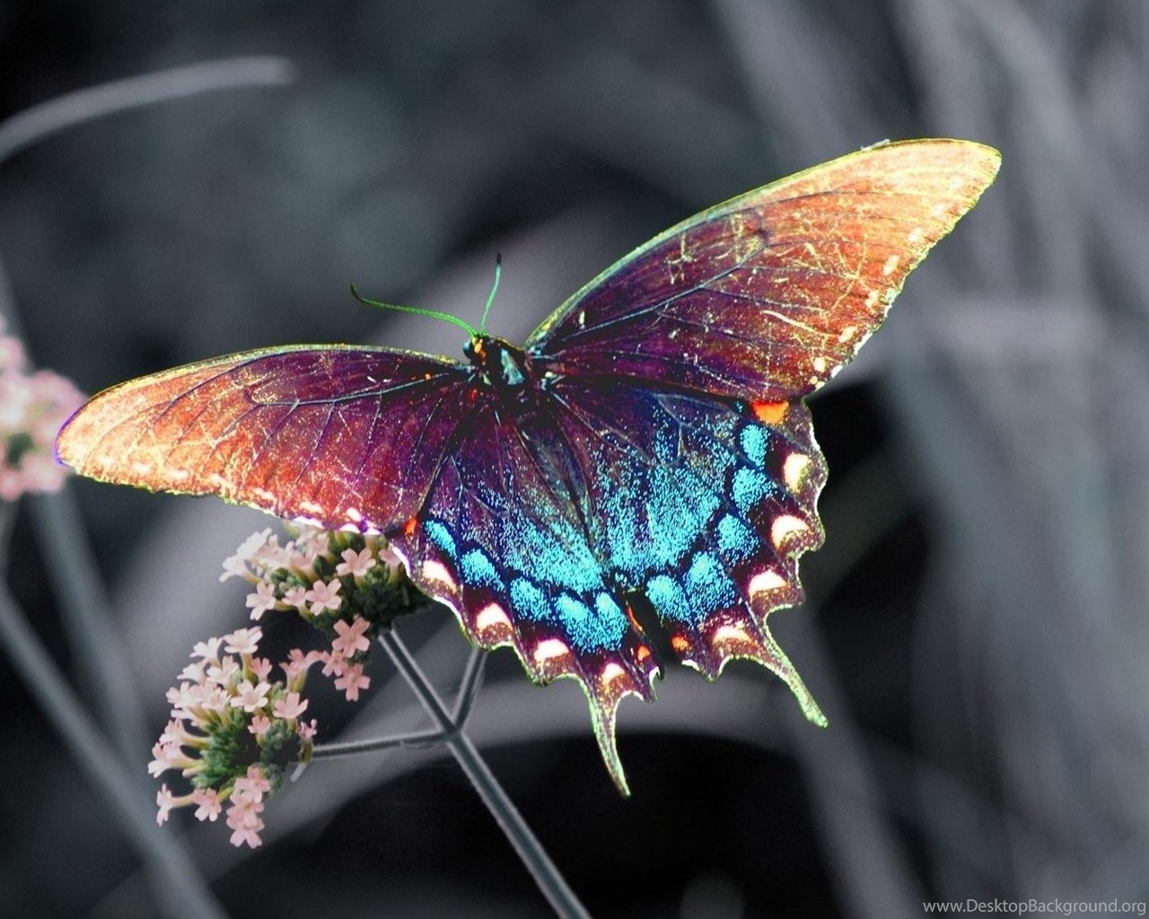 Page 3: Full HD 1080p Butterfly Wallpapers HD, Desktop Backgrounds ...