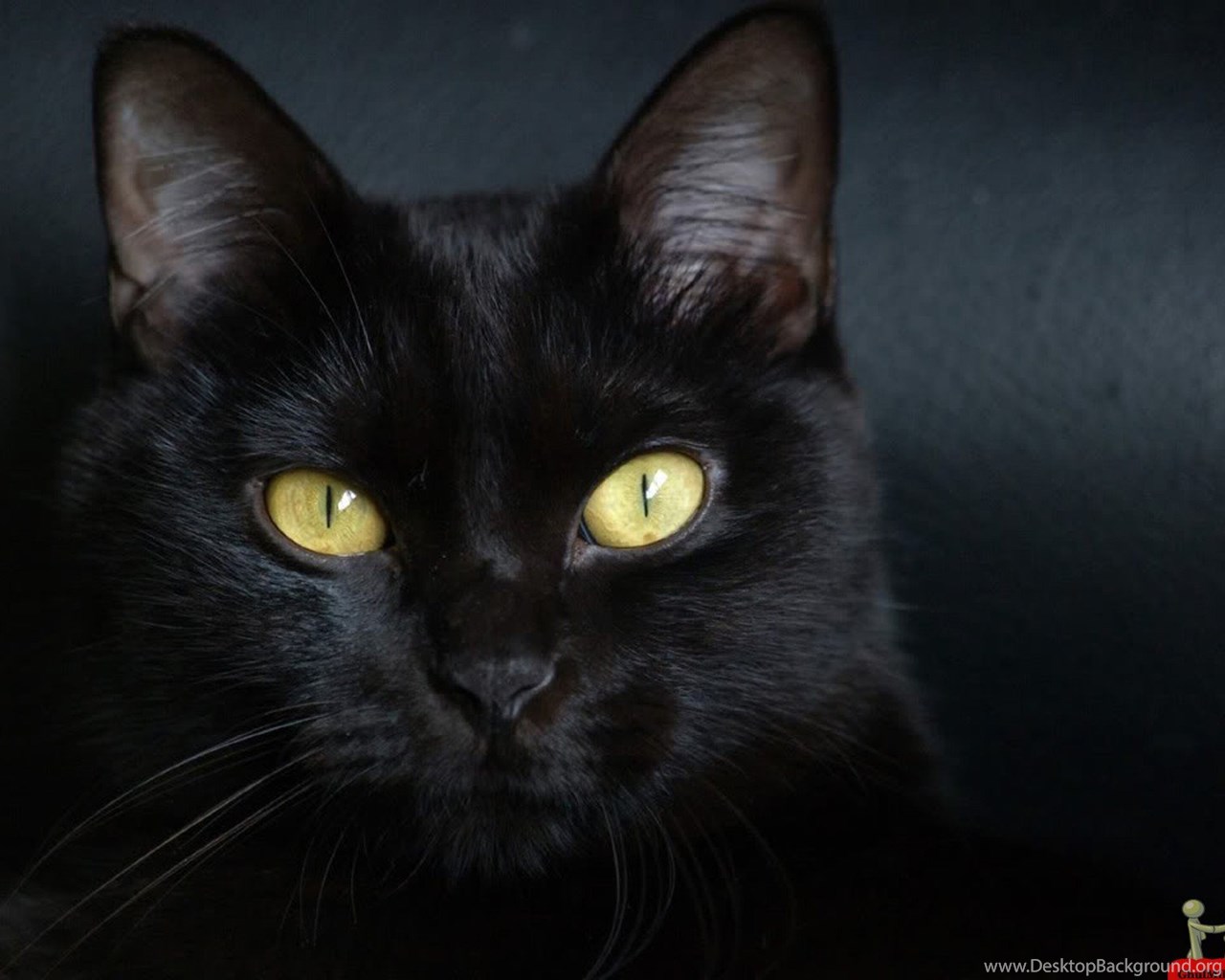 Beautiful Pure Black Cat Hd Wallpapers E Entertainment. Black Cats ...