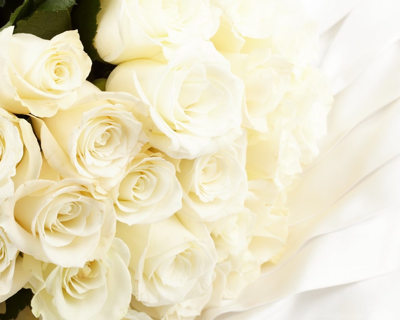 High Resolution Lovely Flower White Rose Desktop Wallpapers HD 5 ...