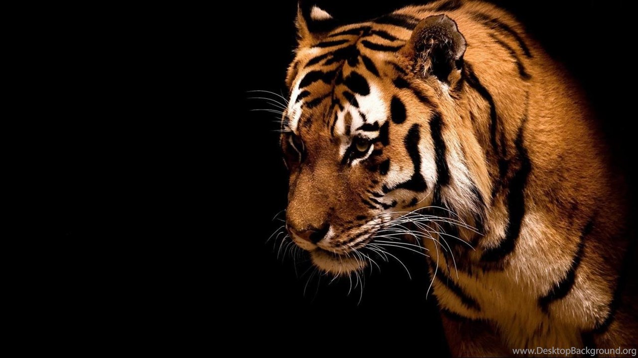 Tiger Hd Desktop Wallpapers 1366x768 Hd Wallpapers Widescreen Desktop ...