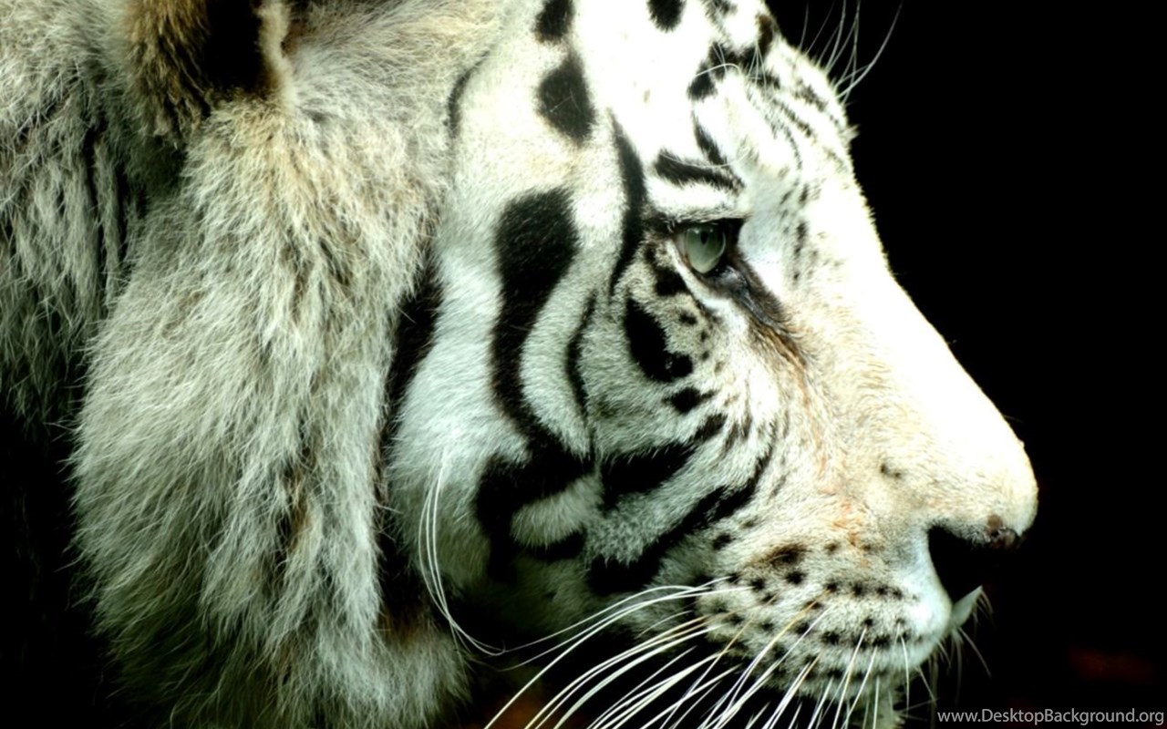 White Tiger Wallpapers Hd 1080p Desktop Background