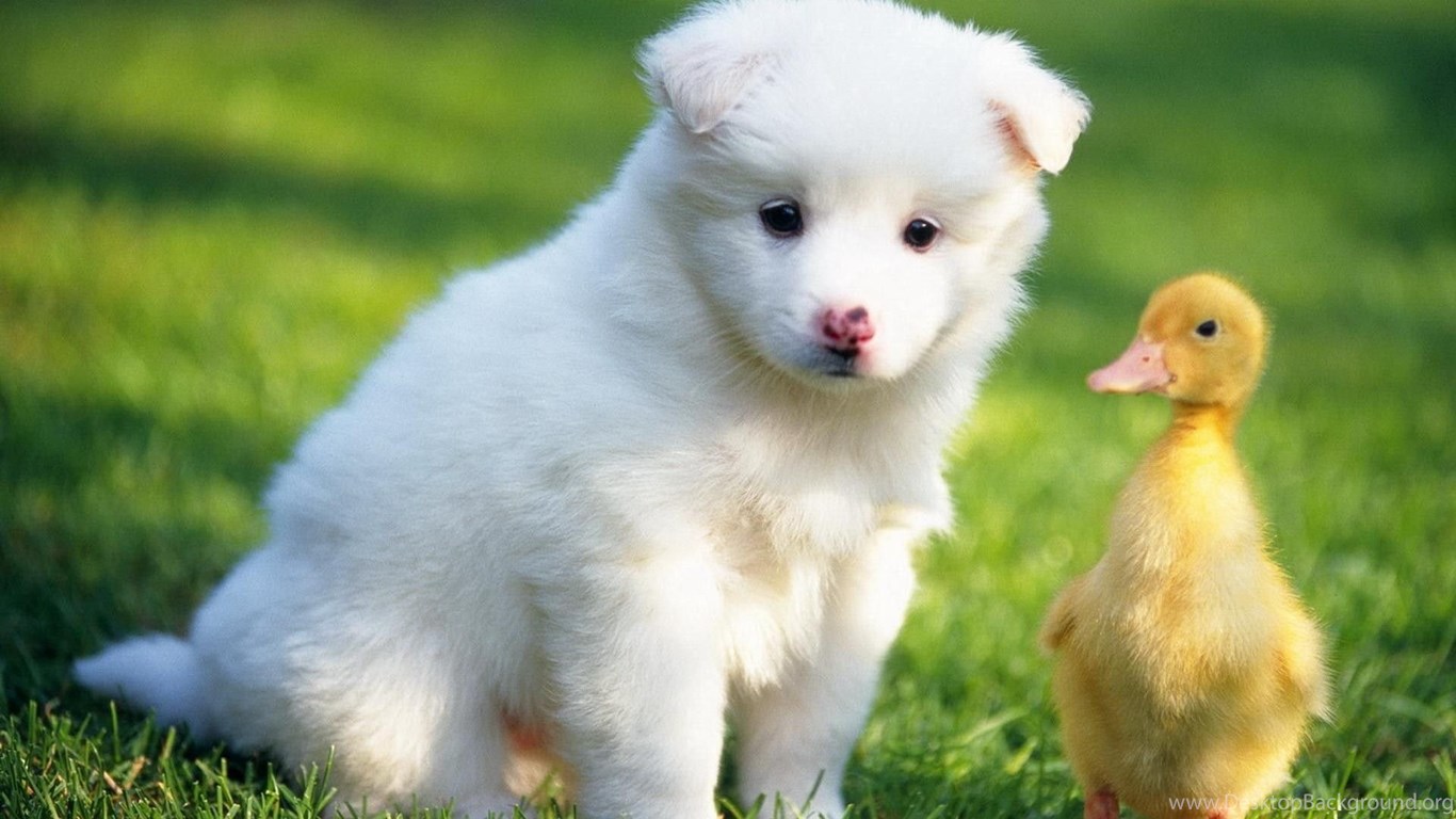 Baby Duck With White Puppy Hd Cute Animals Wallpapers Desktop