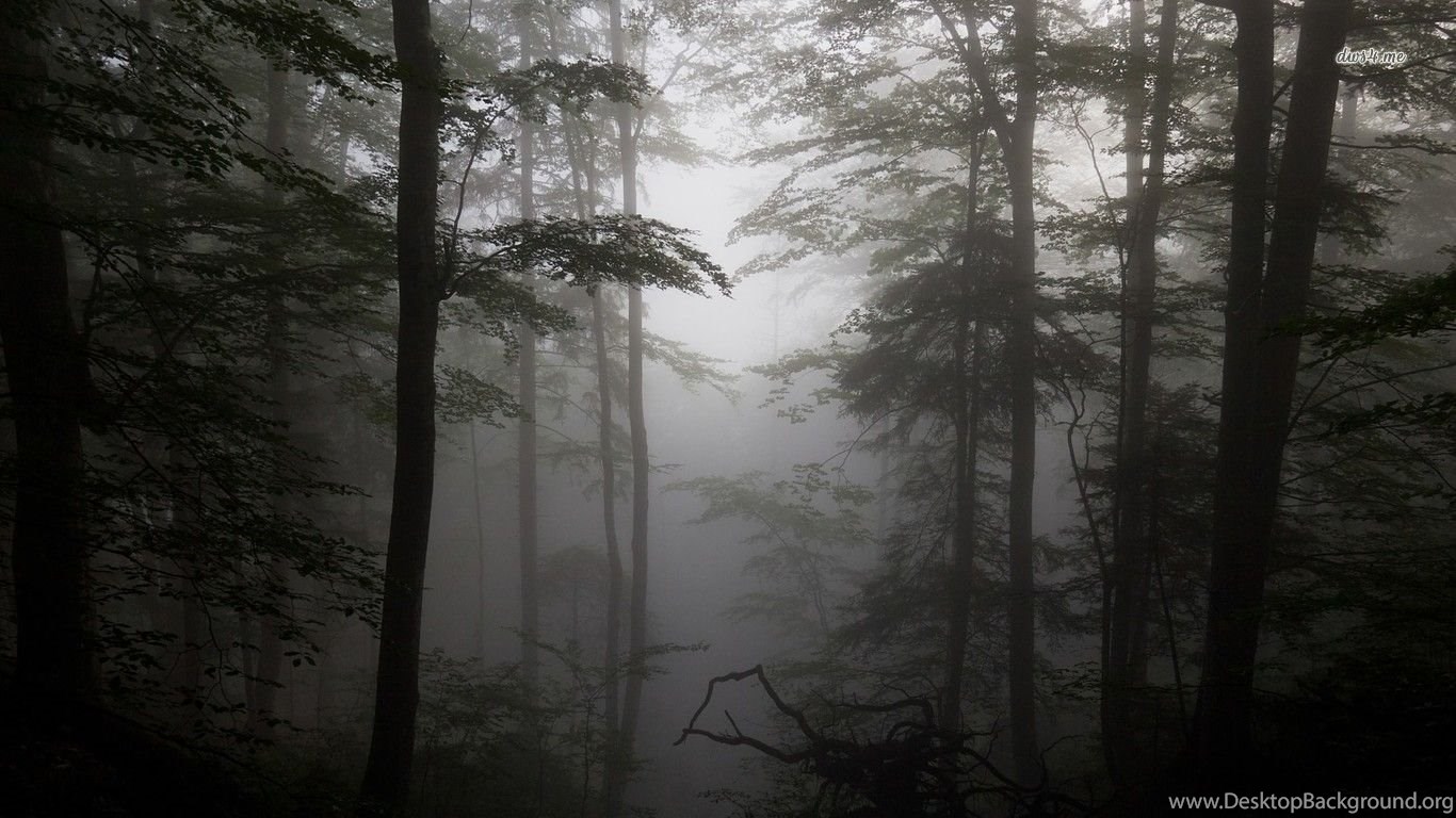 Foggy Forest Wallpapers Nature Wallpapers Desktop Background