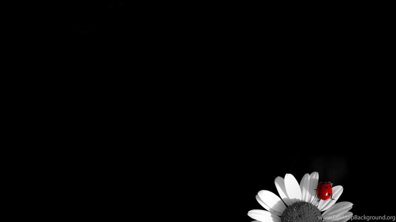 Black Backgrounds Wallpapers With Flowers Desktop Background