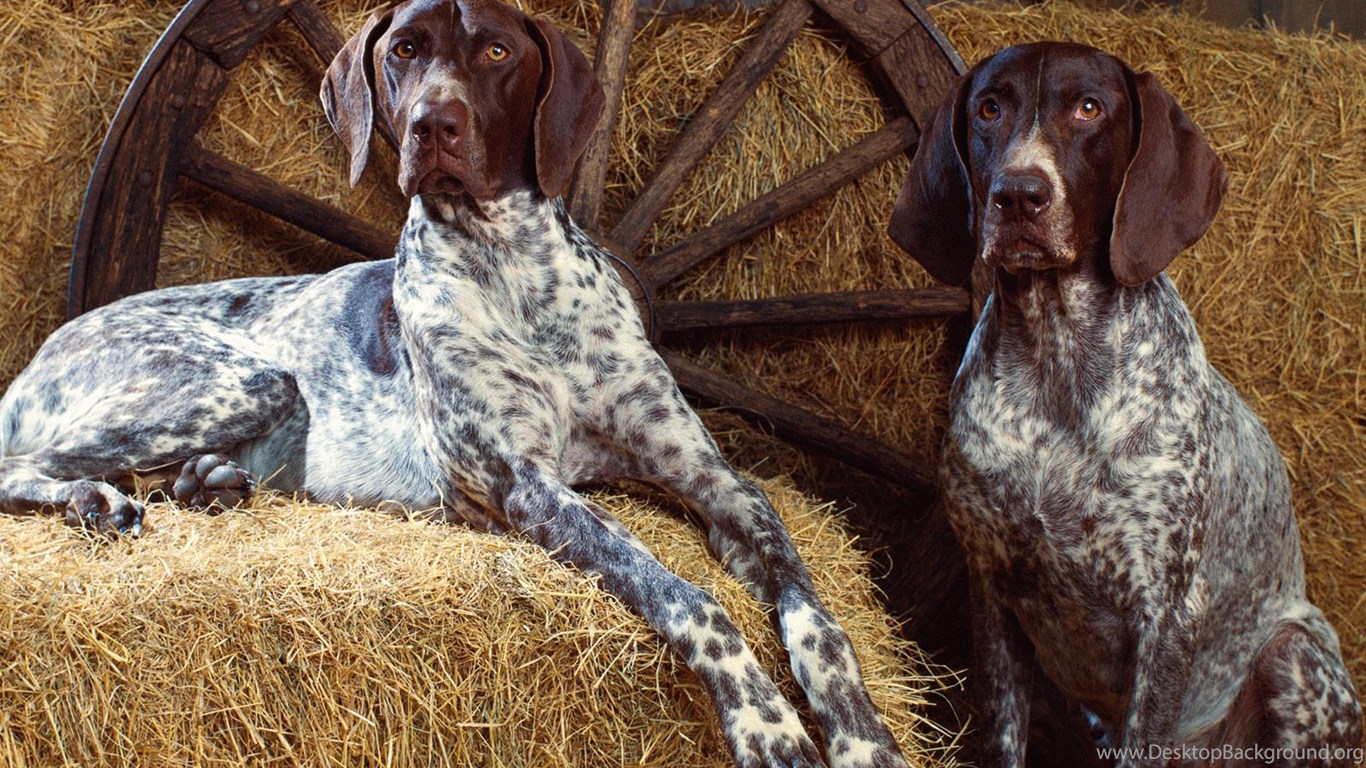 Download Dogs Kurzhaar Vorstehhund German Shorthaired Pointer Wallpapers .....