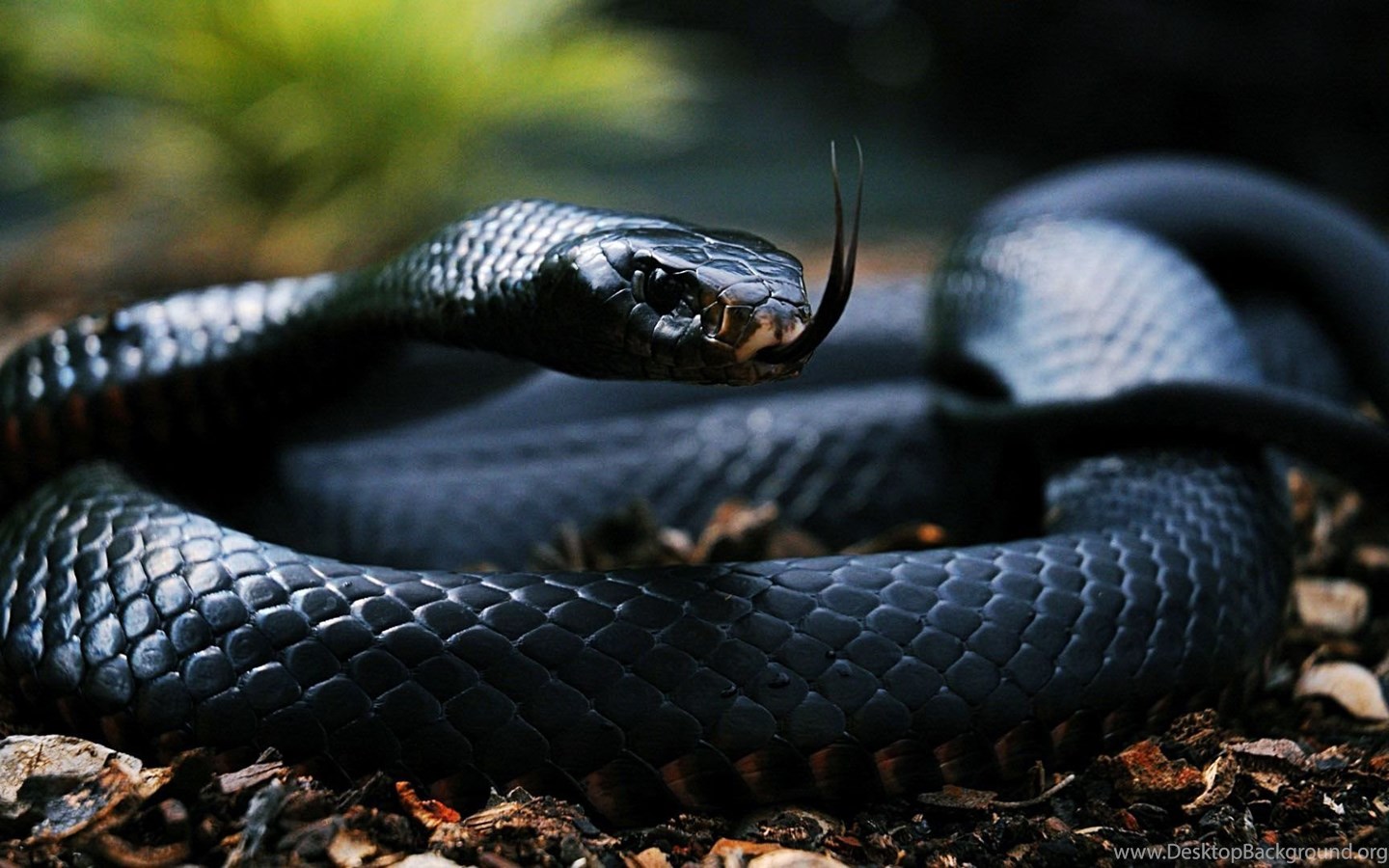 Poisonous Snake In Forest Desktop Wallpapers Zibrato Desktop Background