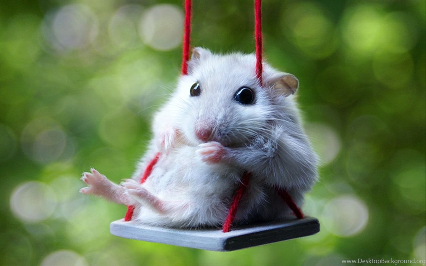 Cute Hamsters Wallpapers cute white hamster wallpaper computer.jpg Desktop  Background