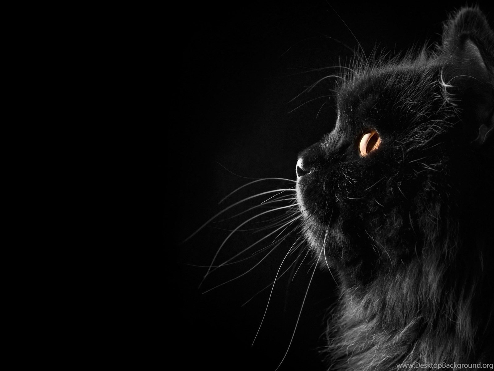 Black Persian Cat Wallpapers HD Free Download For Desktop Desktop ...