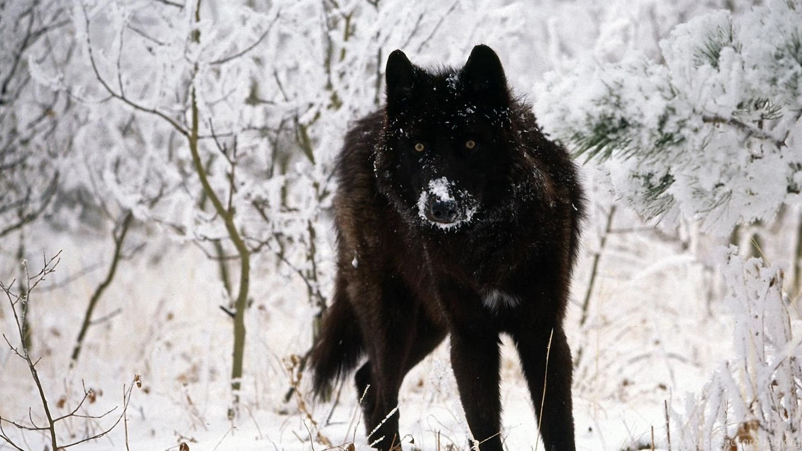 Black Wolf Wallpapers 1920x1080 Wallpapers,Wolf 1920x1080 ... Desktop Background