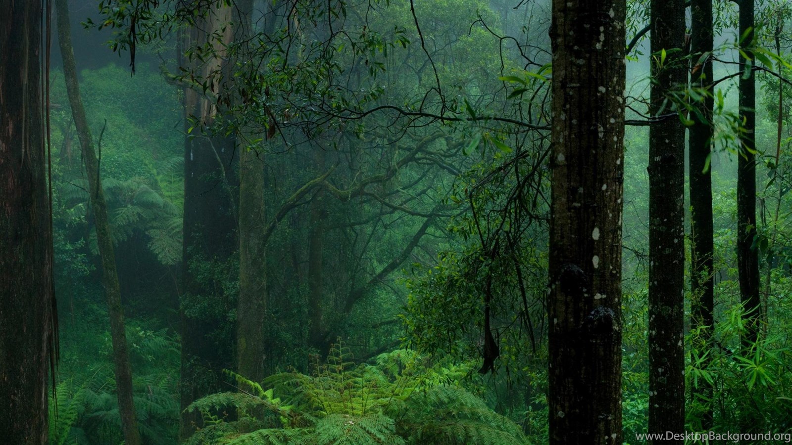 Download Wallpapers Dark Forest (3200 X 1200 Dual Monitor). Desktop