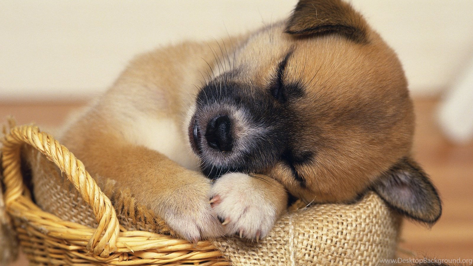 Cute Puppy Wallpapers Free Download Desktop Background