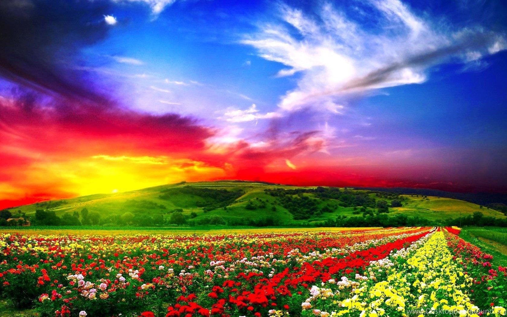 Download Wallpapers 1920x1080 Flowers Field Beautiful Full Hd Desktop Background