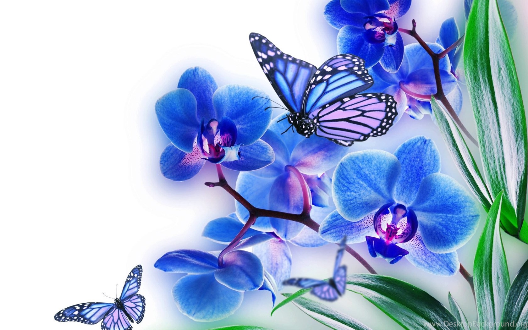  Download  Wallpapers Hd Butterfly  Blue Flowers  With 