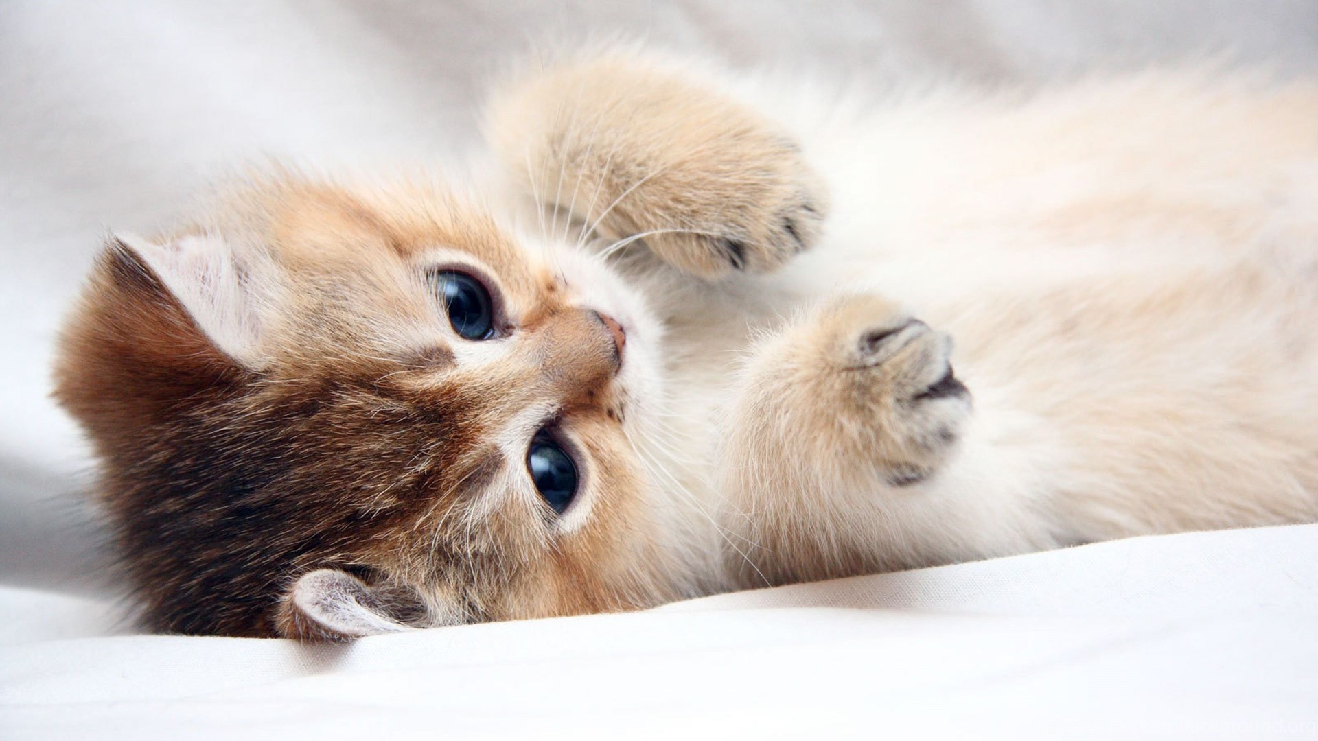 Download Wallpapers 3840x2160 Cat, Kitten, Cute, Foot, Face 4K