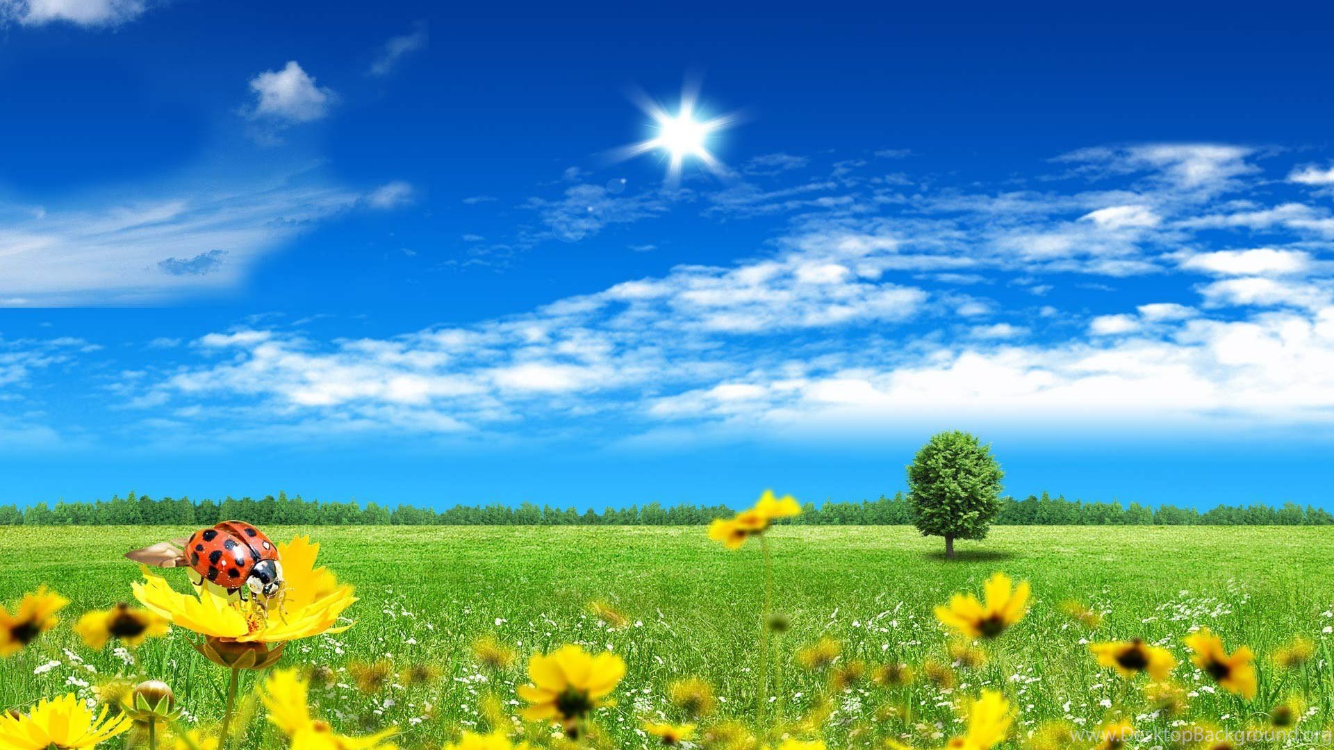 green summer meadow windows 10 wallpapers desktop background green summer meadow windows 10