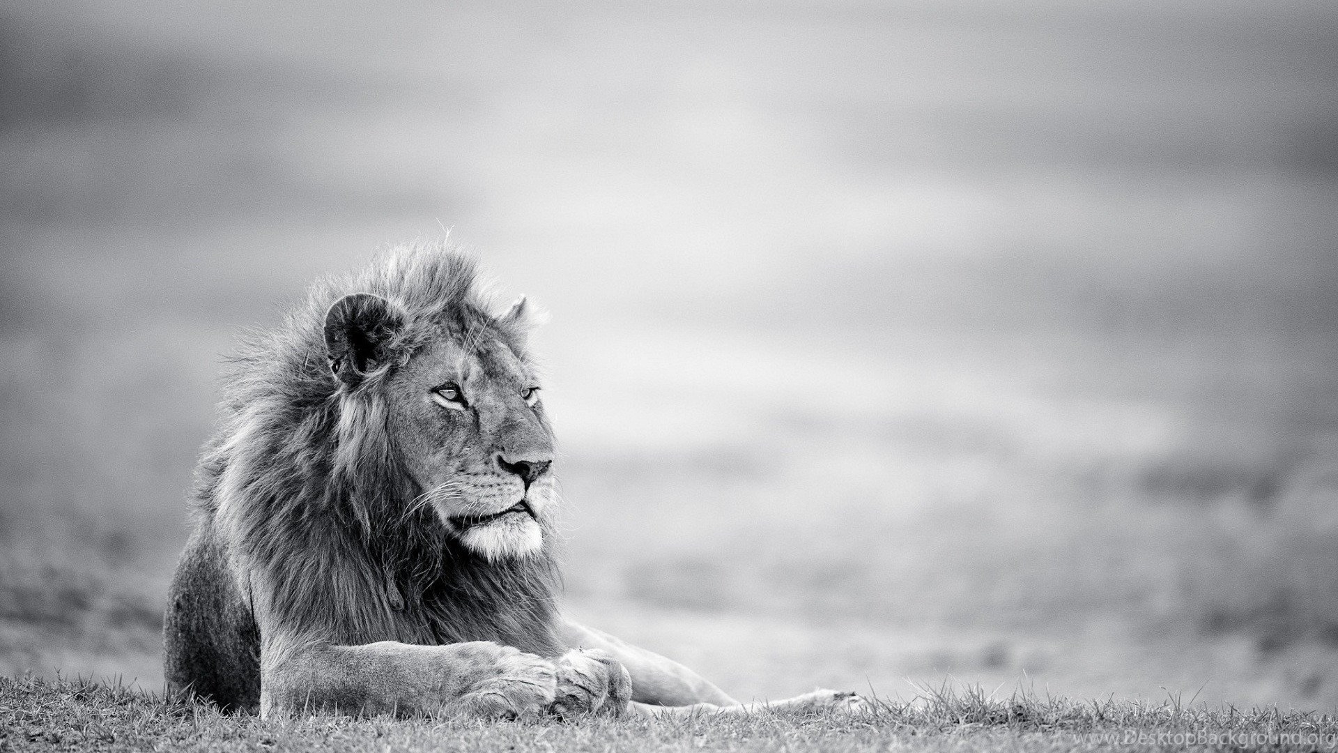 Lion Black And White Wallpapers Hd Resolution Desktop Background