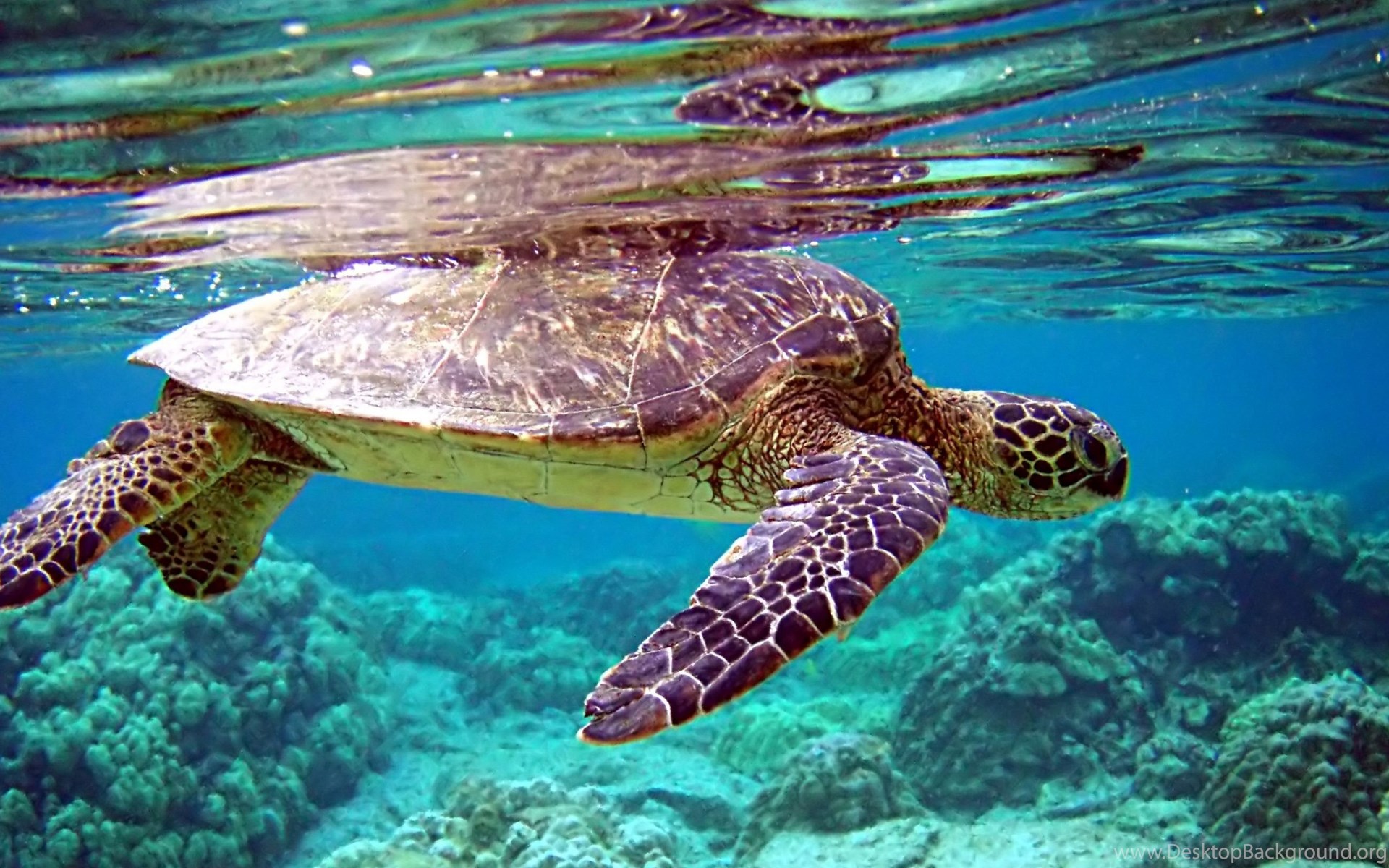 Download Wallpapers 3840x2160 Turtle, Underwater, Swimming, Water 