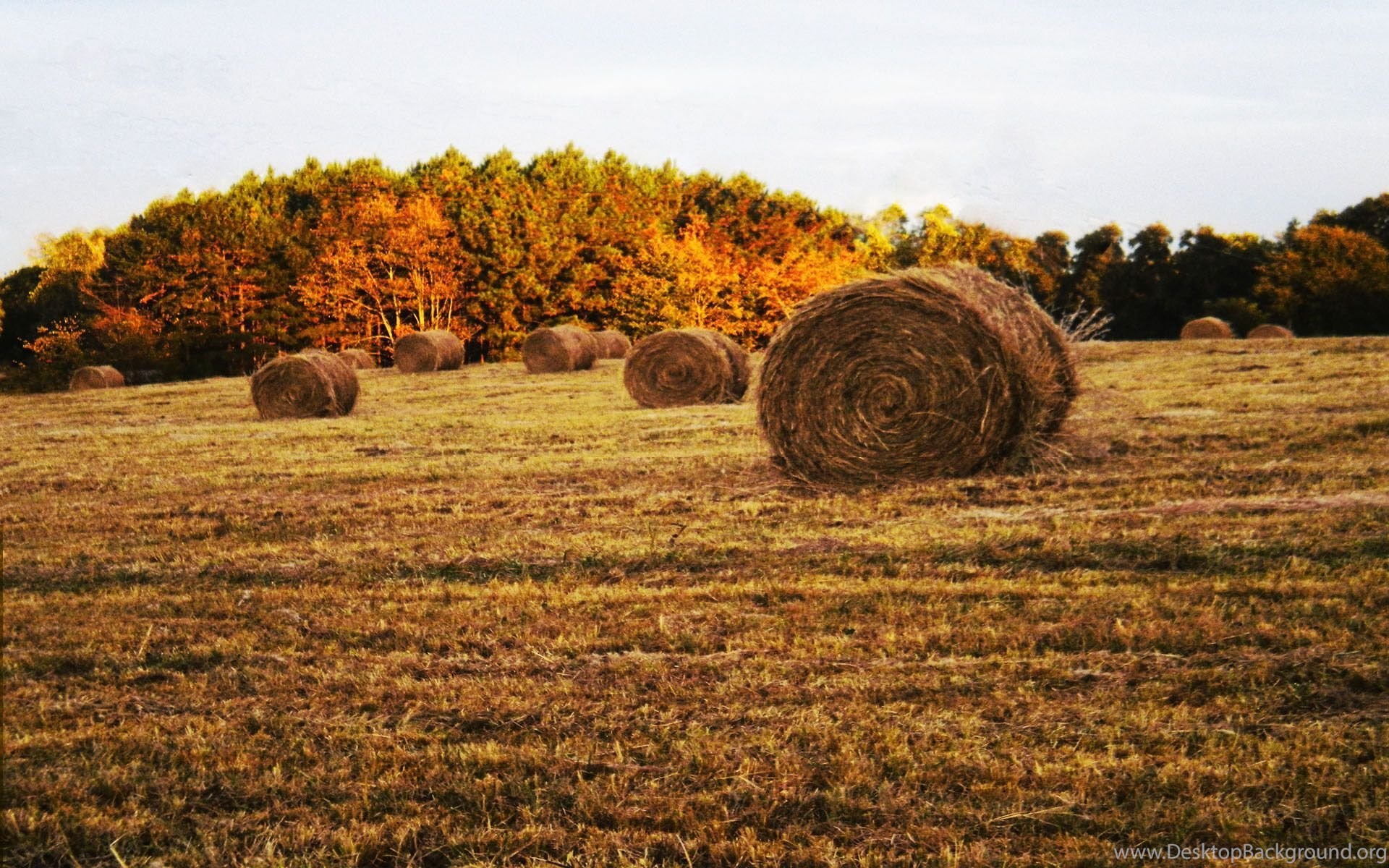 Computer field. Hayfield. Hay ergahaer. Pic hay Blidars. Background remained hay.