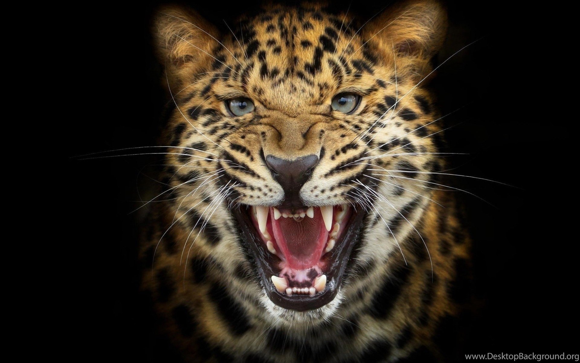 Predator Leopard Black Backgrounds Photoshop Anger Cat HD Wallpapers ...