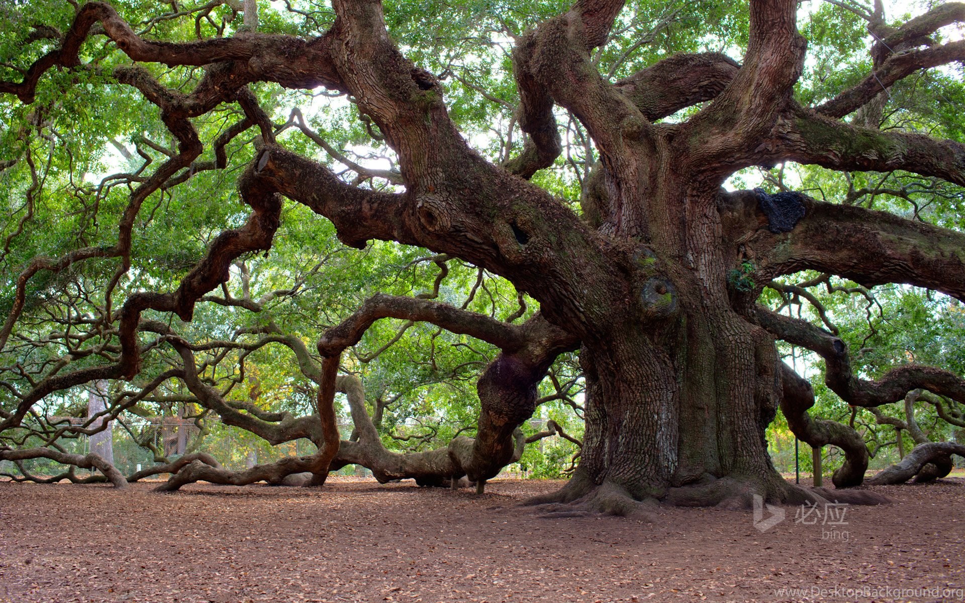 angel-oak-tree-charleston-south-carolina-desktop-background