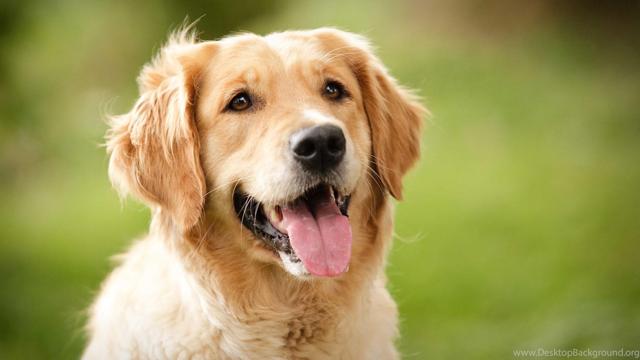 Golden Retriever Wallpapers Desktop Background