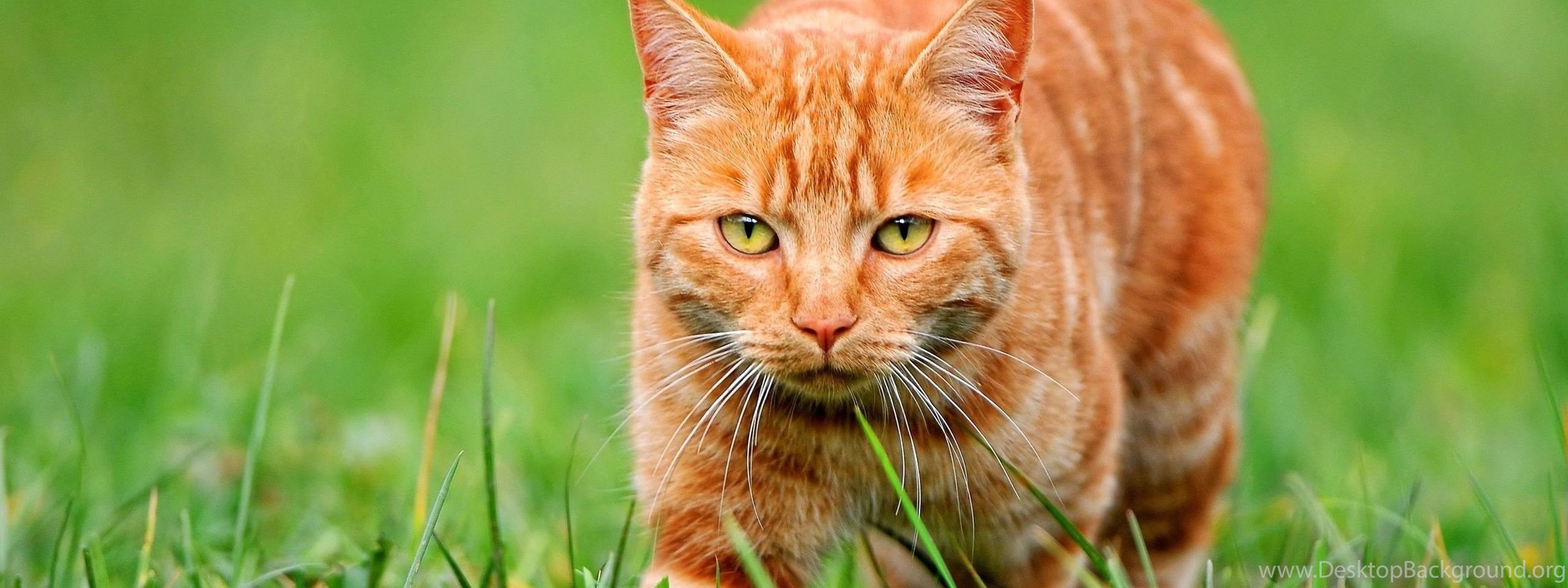 Orange Cat HD Wallpapers, Orange Cat Images Free, New Wallpapers ...