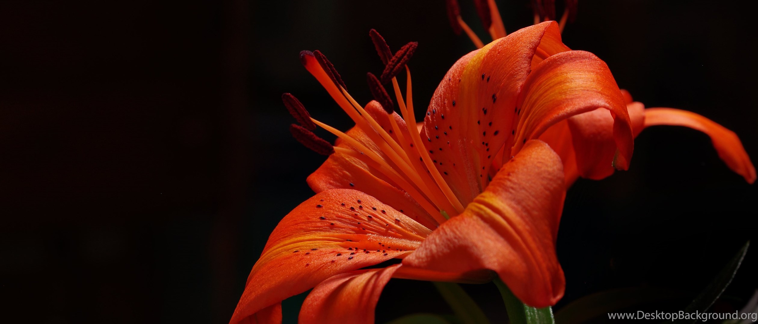 Tiger Lily HD Wallpapers. 4K Wallpapers Desktop Background