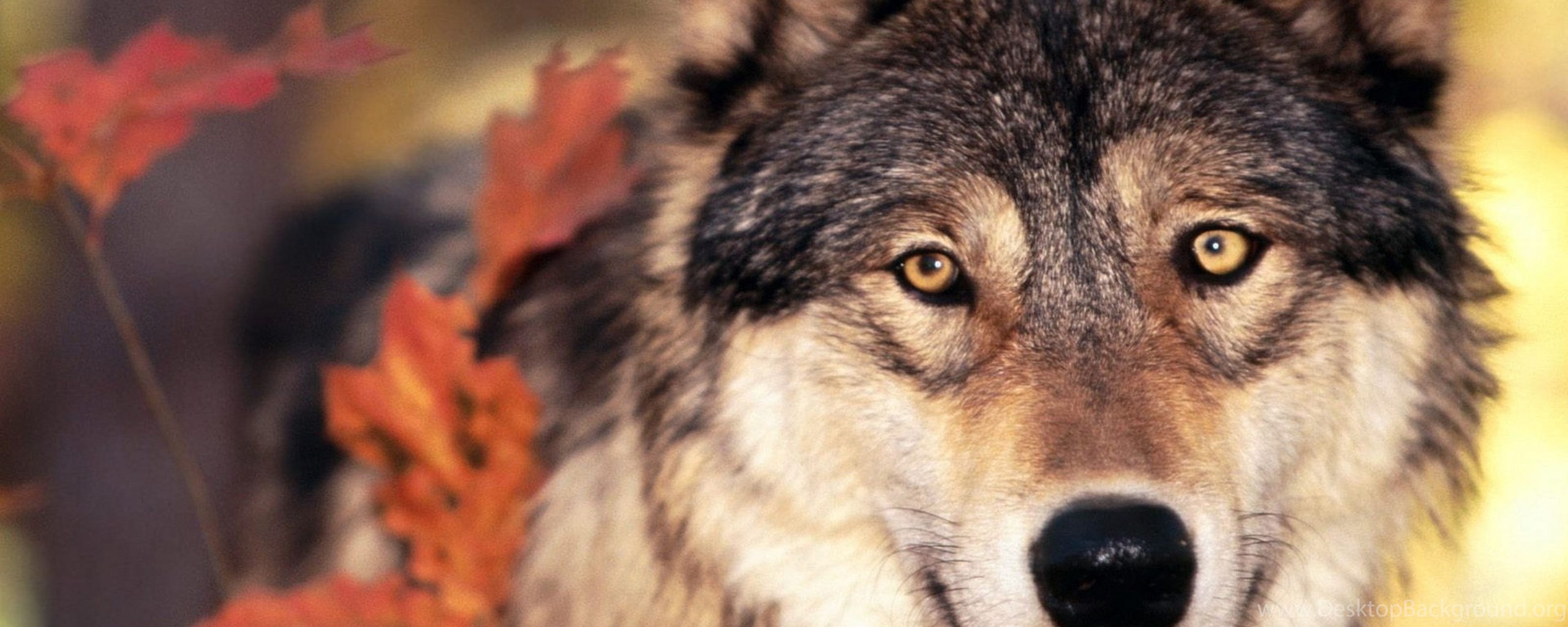 Page 4: 4K Ultra HD Wolf Wallpapers HD, Desktop Backgrounds 3840x2160