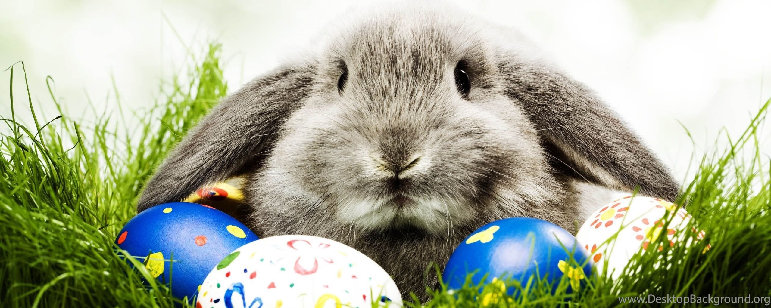 Happy Easter Eggs, Chocolate, Bunny