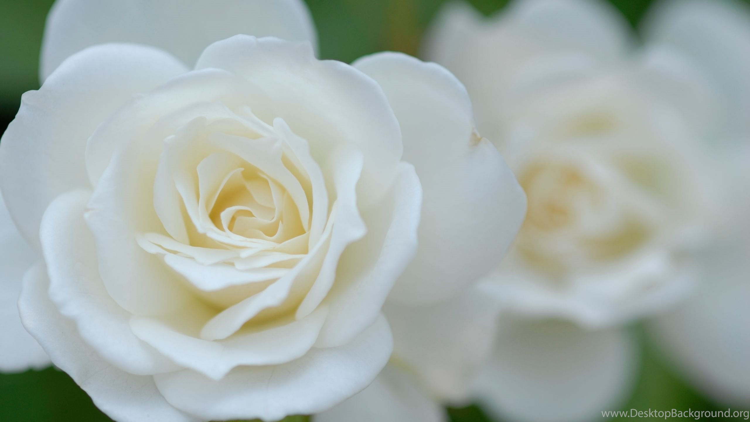 Hd Wallpapers 1080p White Rose 9 Jpg Desktop Background