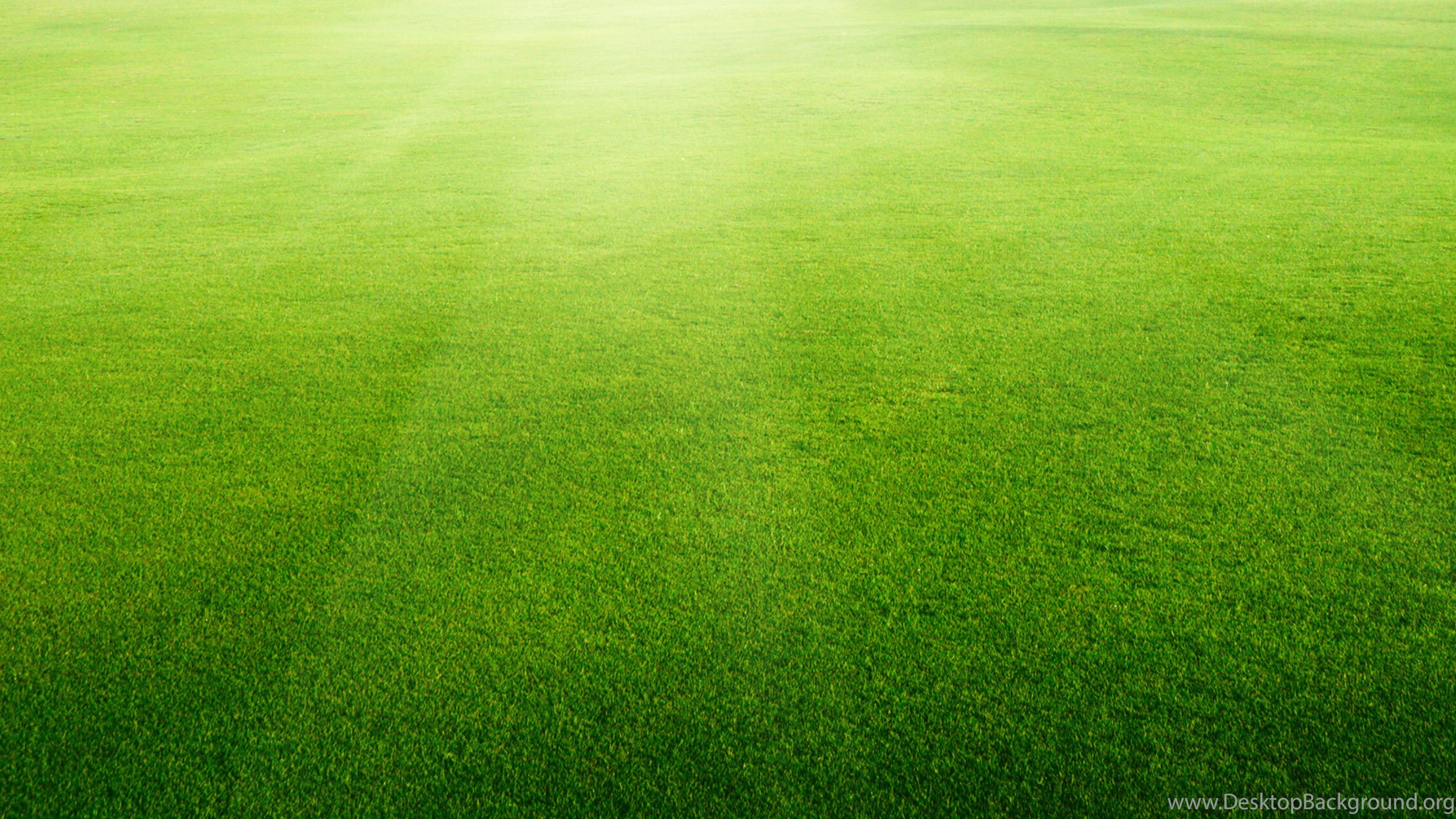 Lawn And Landscaping Backgrounds, Sod Grass Companies Desktop Background