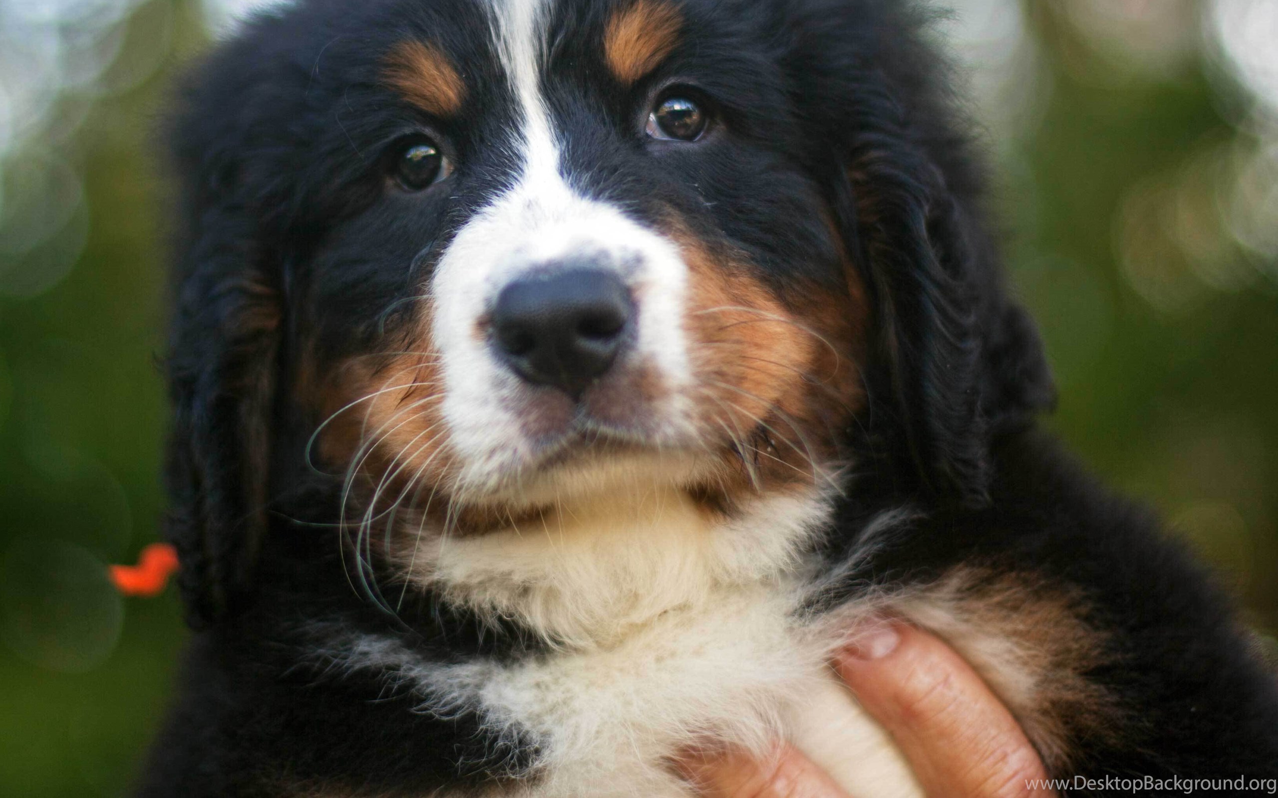 Portrait Of A Beautiful Bernese Mountain Dog Puppy Wallpapers And ...